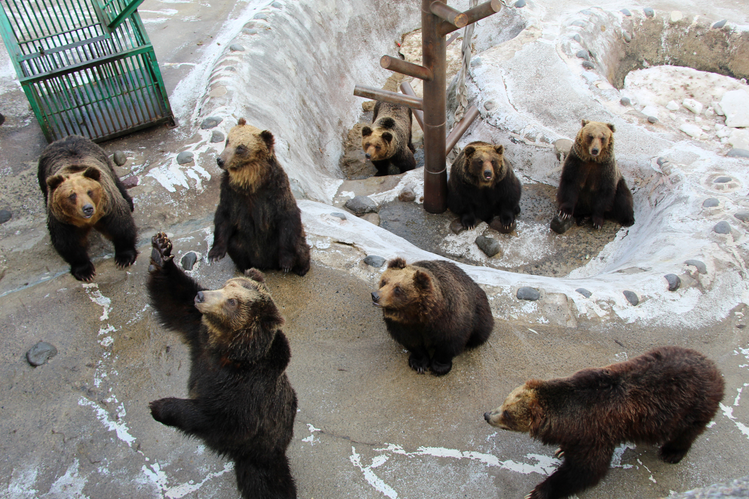 大きなクマ達がおやつをおねだり