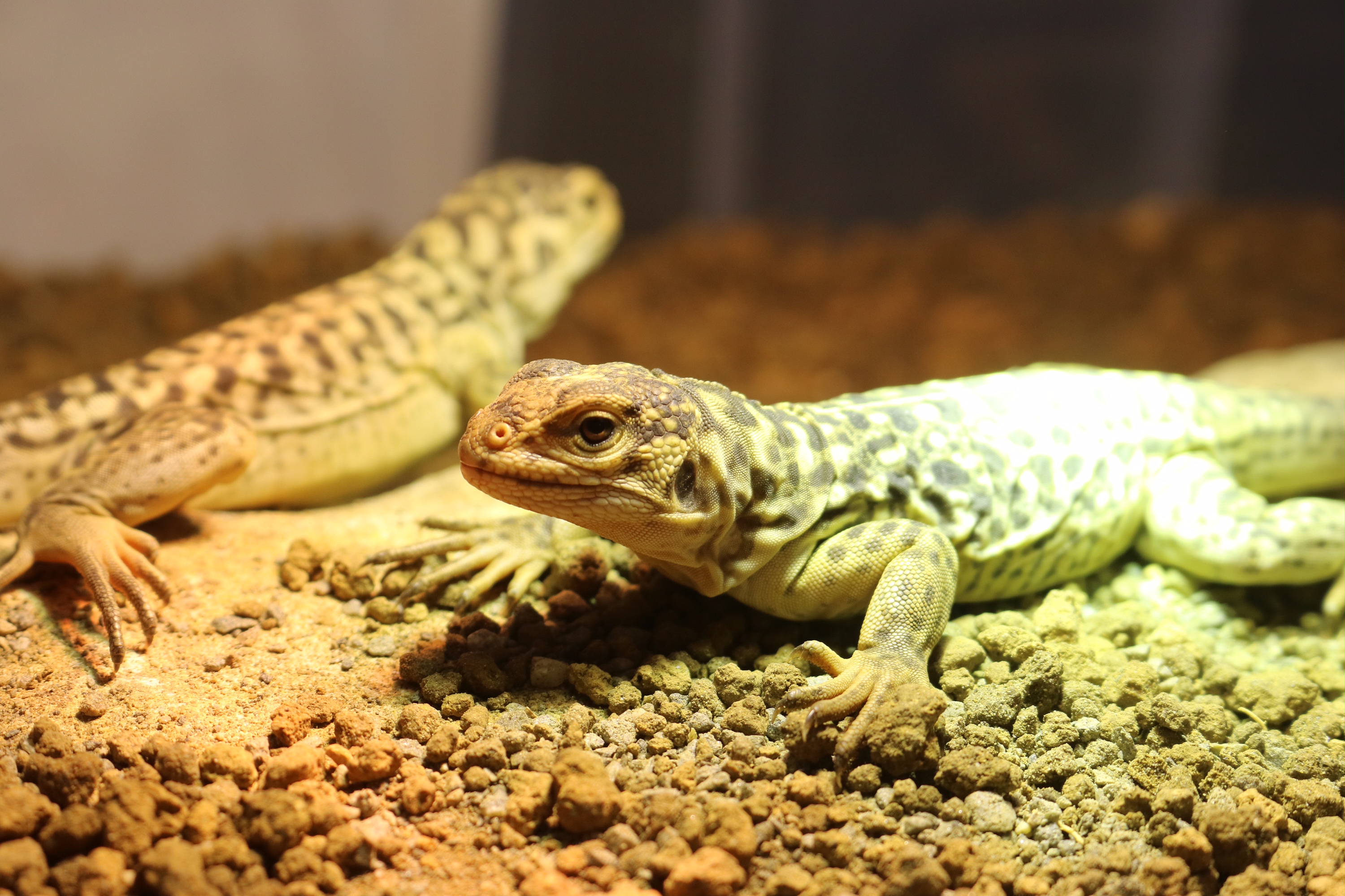 体感型動物園