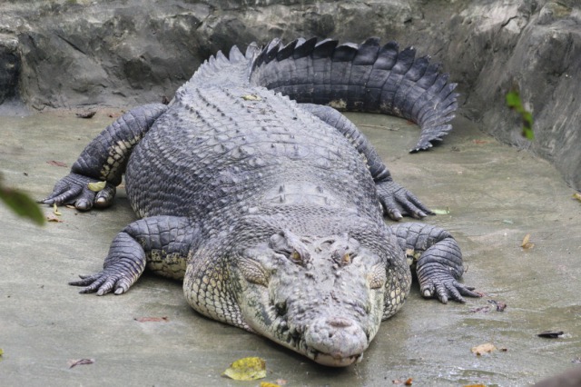 体感型動物園