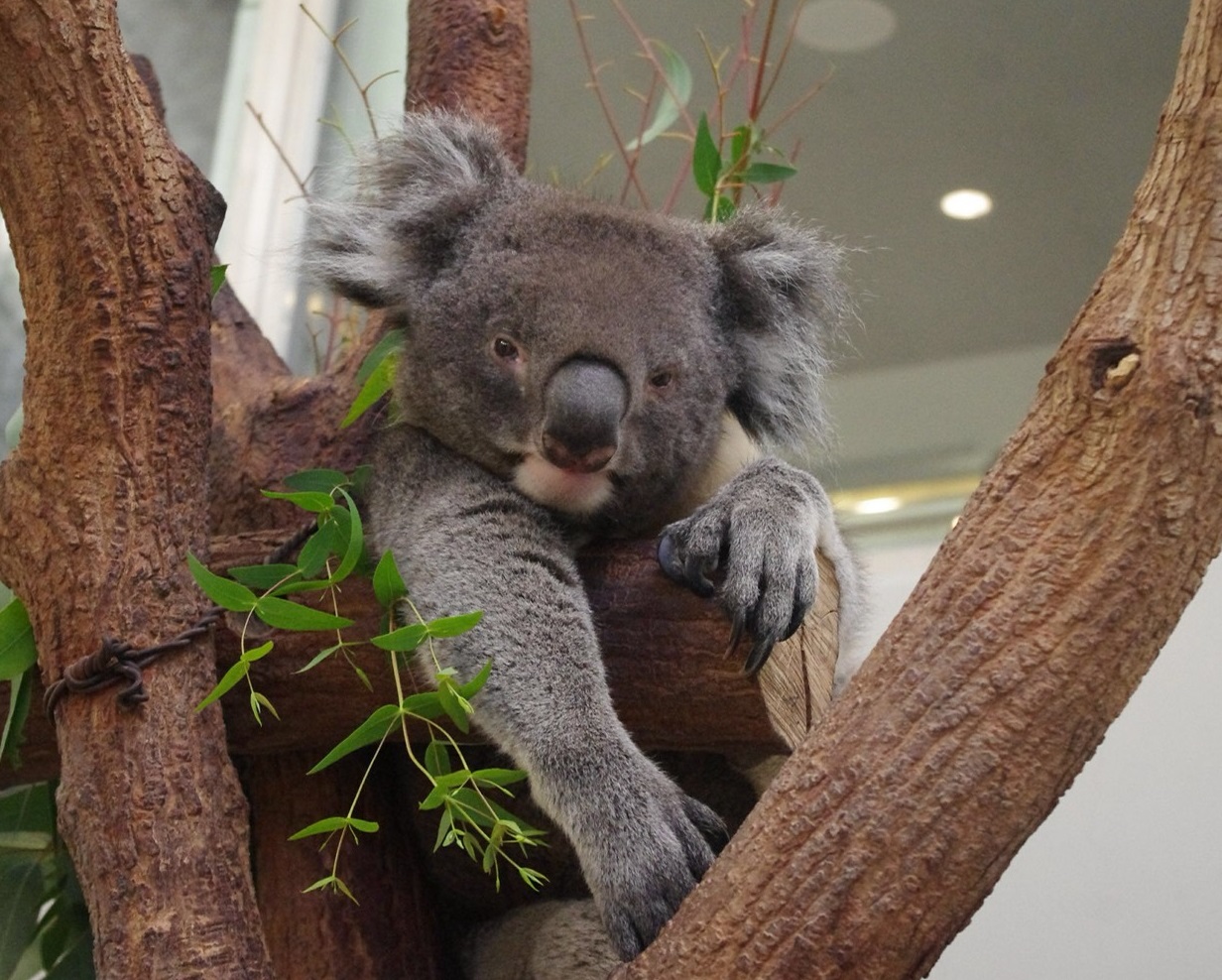 人気のコアラが住むコアラ館では、国内では珍しい大型の南方系コアラを観察することができます