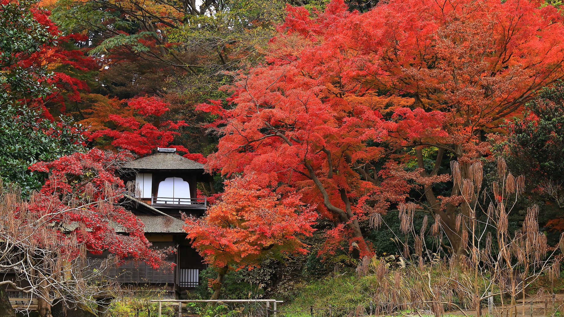 聴秋閣の紅葉