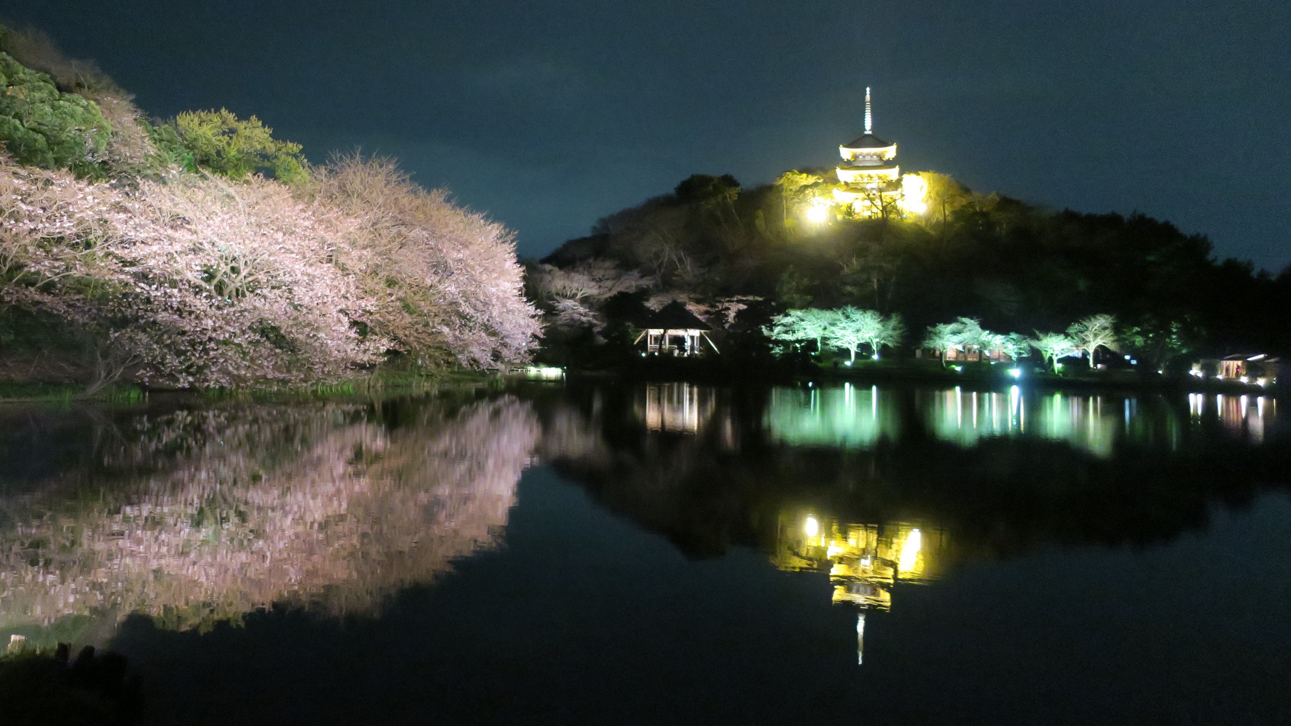 夜桜。外苑の大池周辺にある桜や古建築をライトアップして昼間とは違った趣の夜桜の風景が楽しめす。