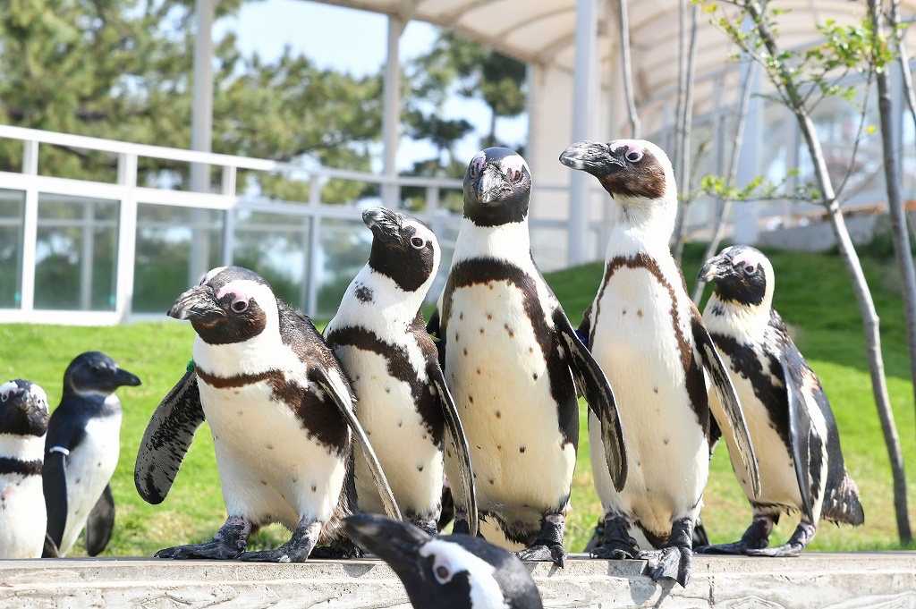 かいじゅうアイランドでは、可愛いペンギンたちを色々な角度から観察できます。