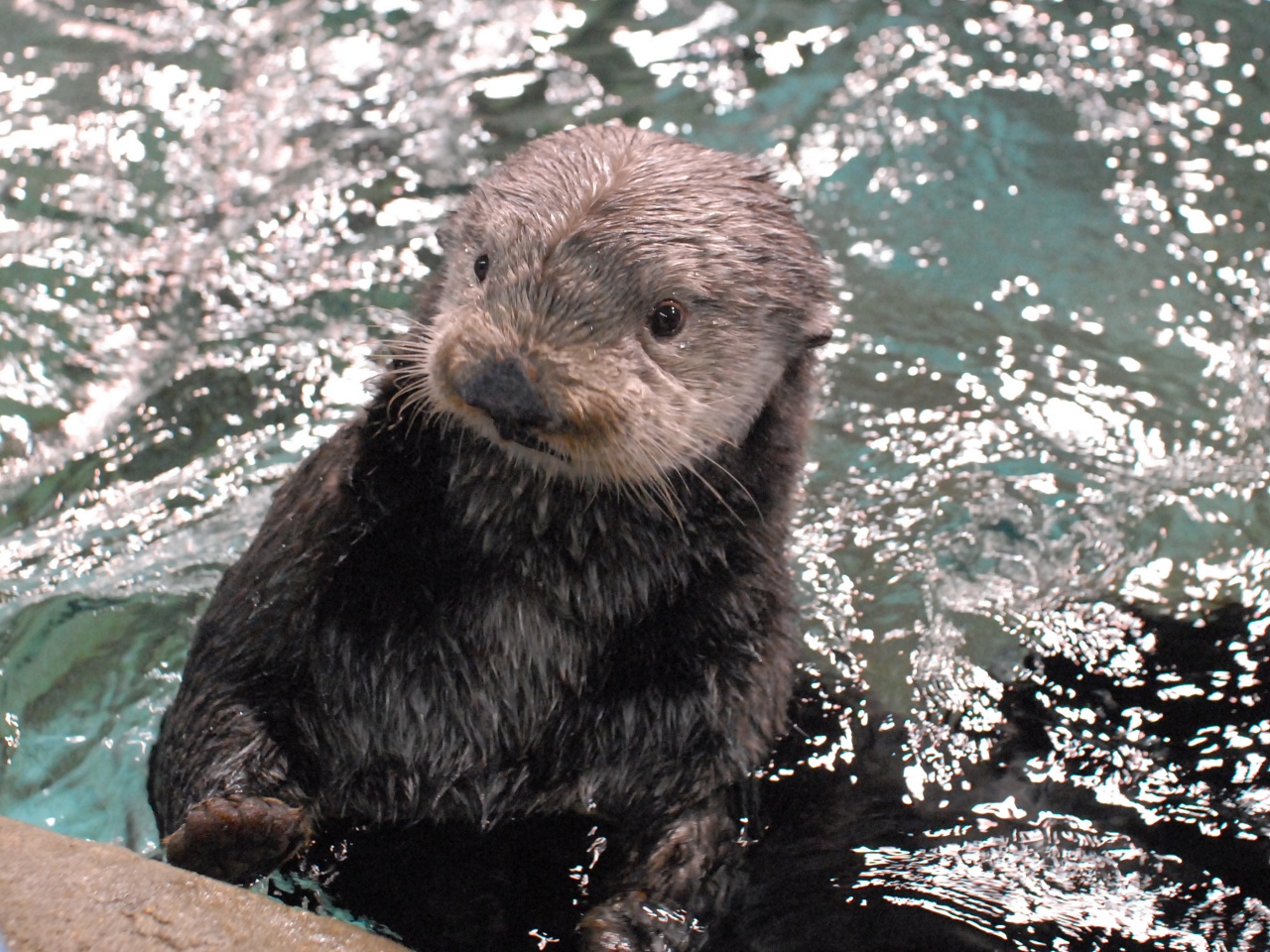 ラッコがみれる数少ない水族館です！ラッコの可愛らしい姿をご覧いただけます。