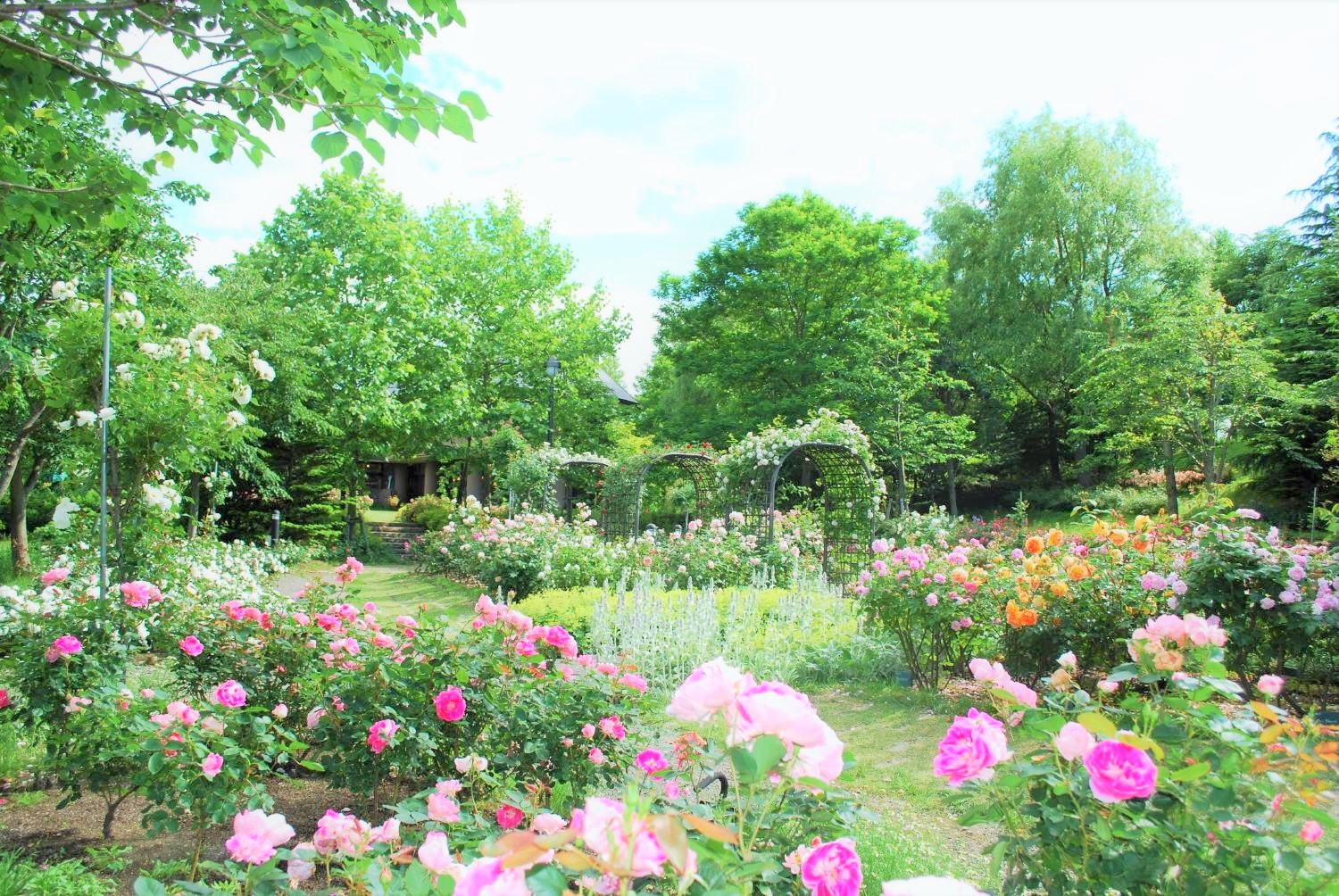 6月～7月：160種類のイングリッシュローズやフレンチローズがの花々が咲きバラの香りに包まれます。