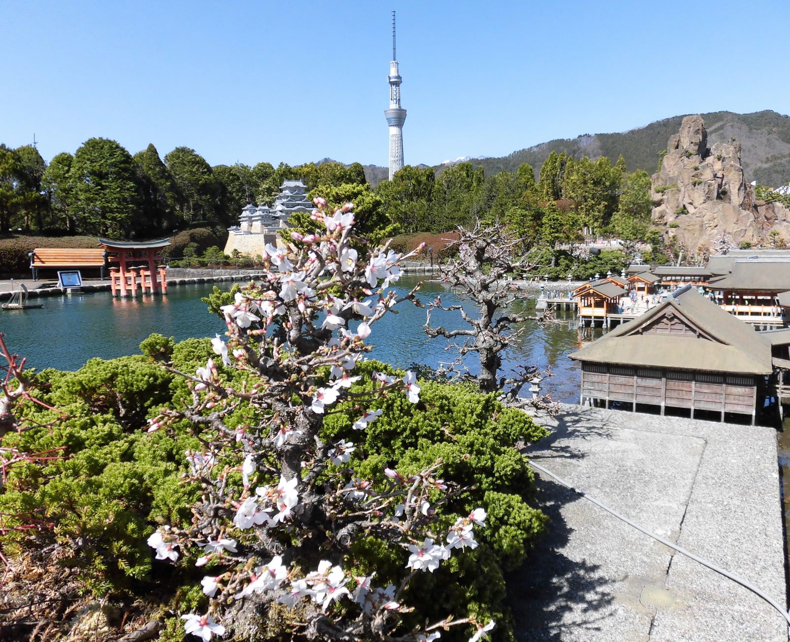 季節ごとに花や盆栽などが園内を彩ります。日本ゾーンの盆栽と桜は必見です。(4月初旬ごろ)