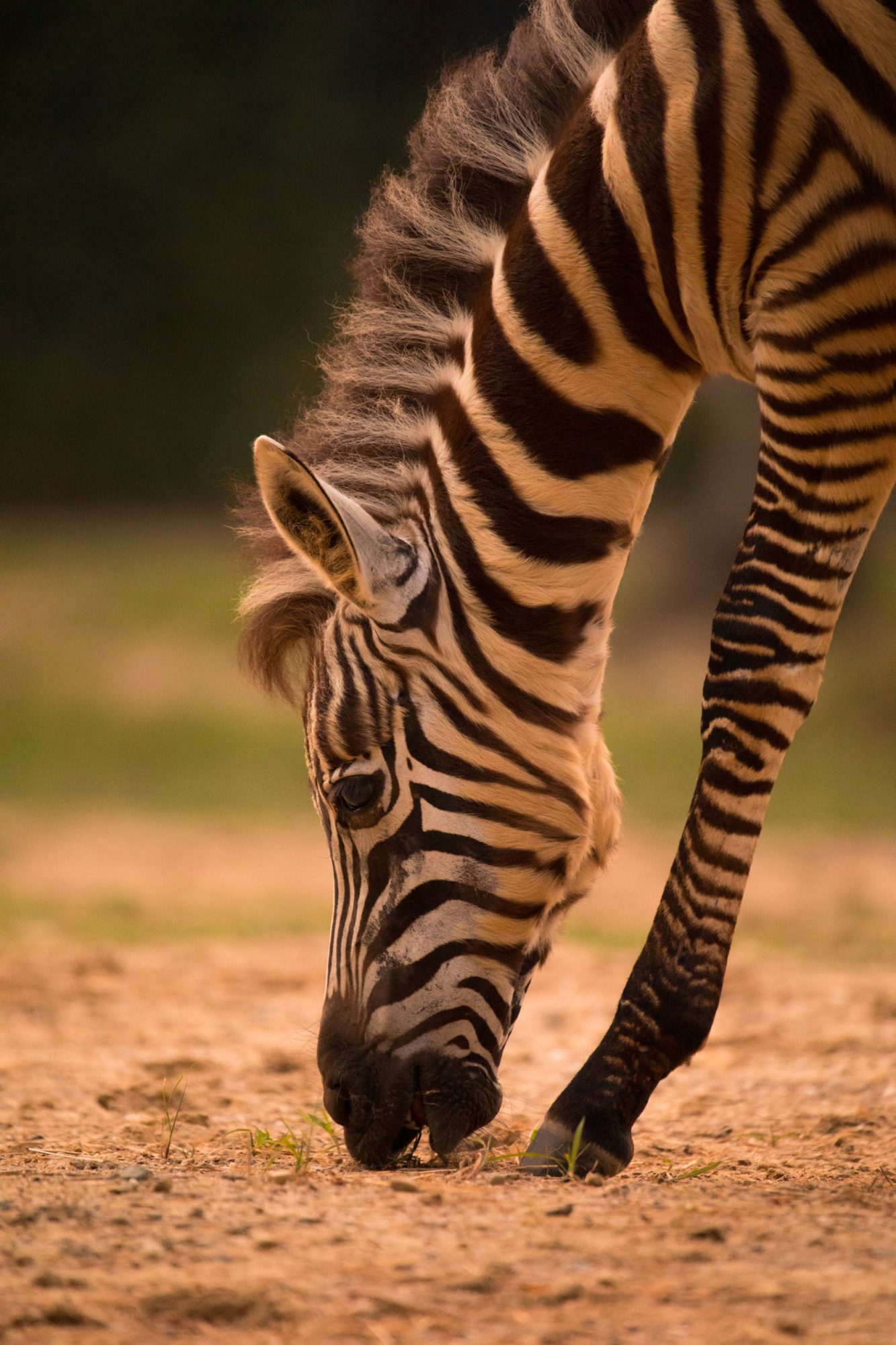 ナイトZOO　動物園ゾーン：シマウマ