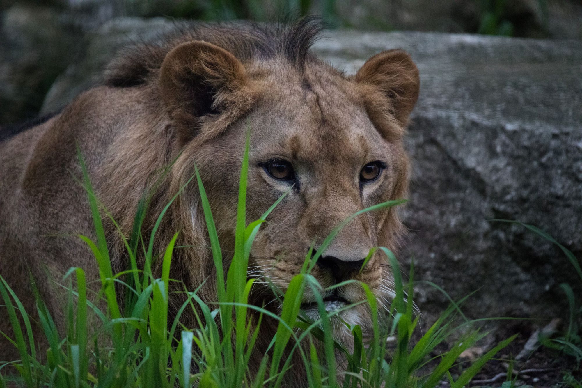 ナイトZOO　動物園ゾーン：ライオン