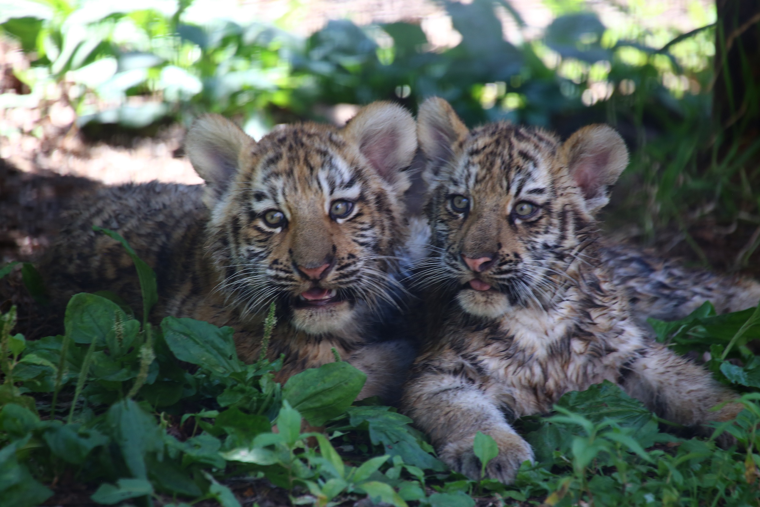 日本最北の動物園として知られる旭山動物園は、旭川の定番観光スポットにもなっています。