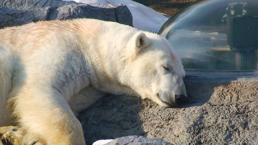 ほっきょくぐま館では大きなホッキョクグマの泳ぐ姿や手・足の裏、毛並みまで間近に見られます。運が良ければプールに飛び込むダイナミックで迫力満点な瞬間が見られるかも！？