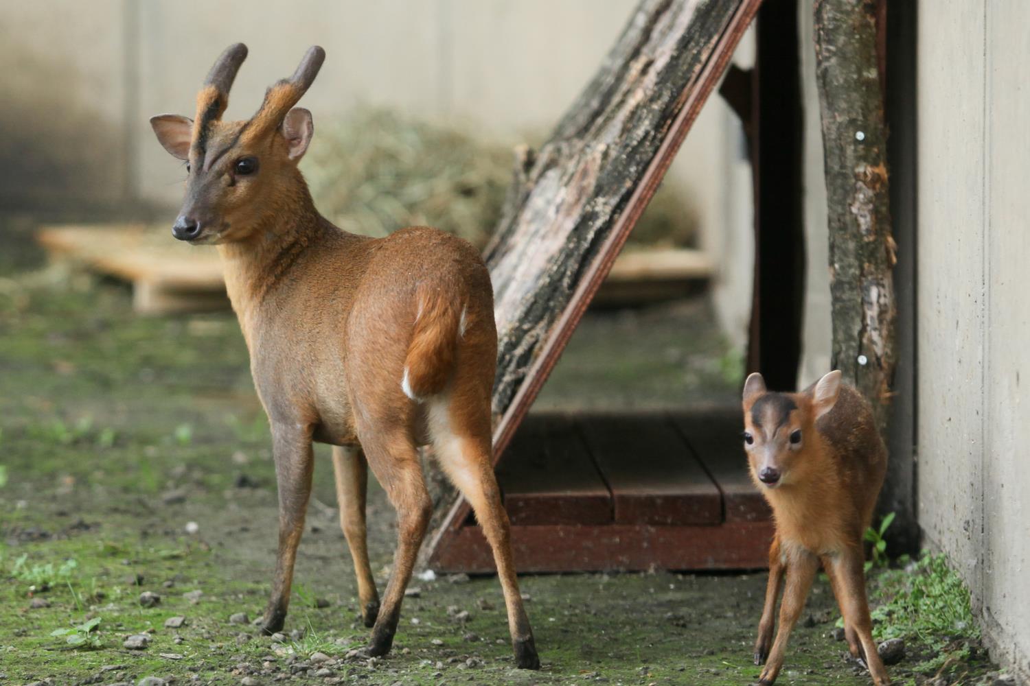 ヨツメジカとも呼ばれるキョンにも会えますよ。