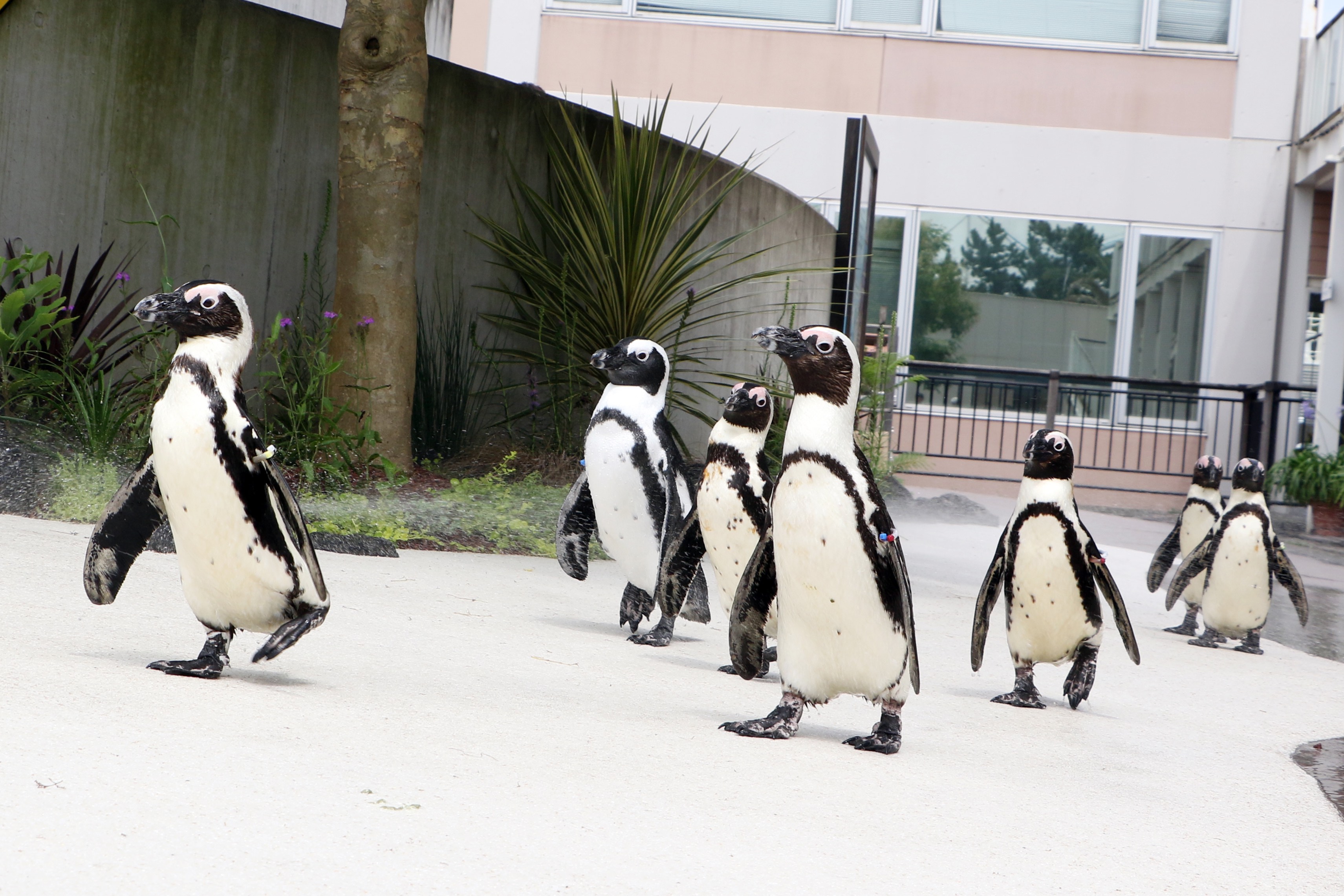 ペンギンの歩き方を楽しもう