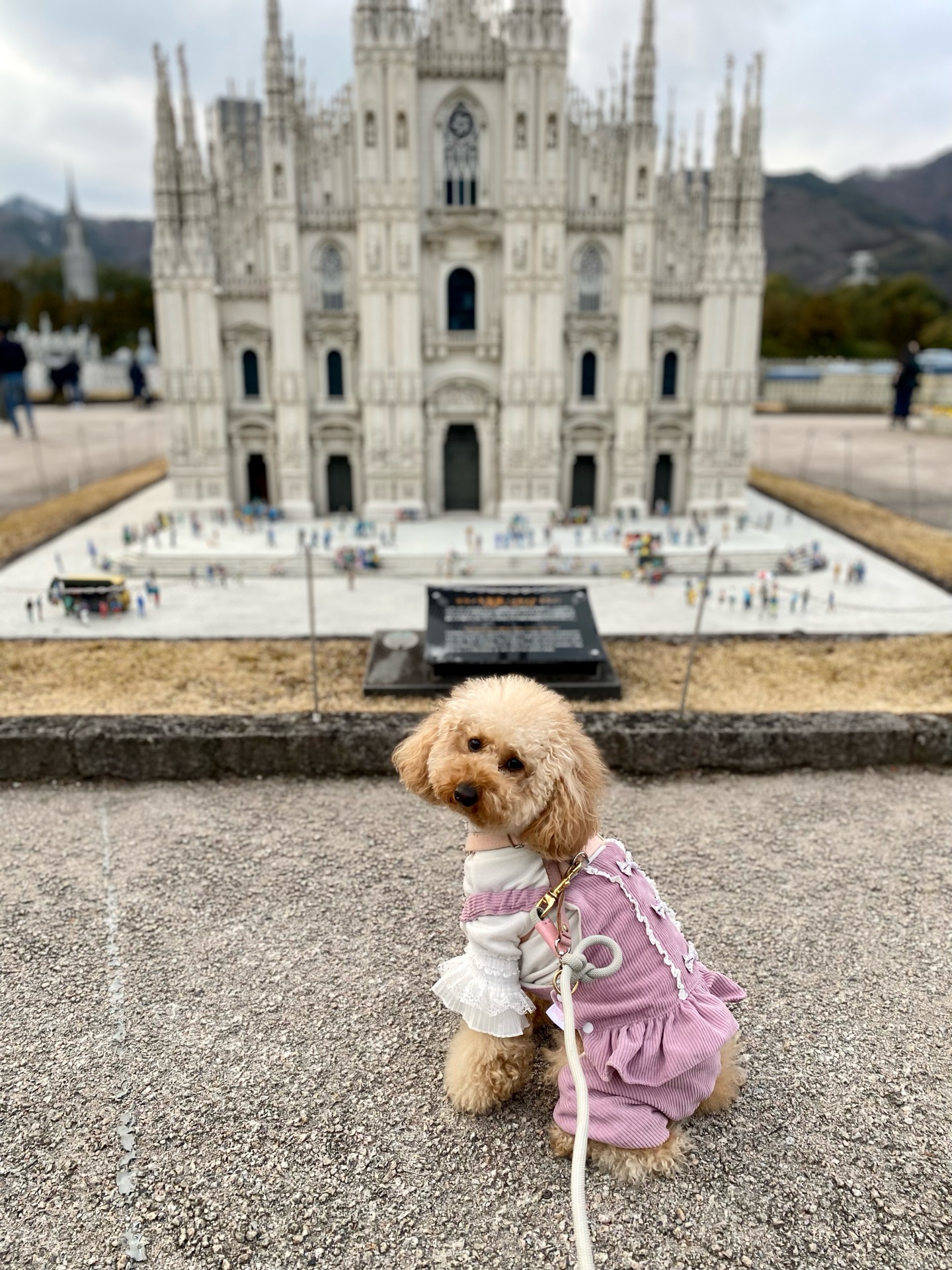 犬イベント最高