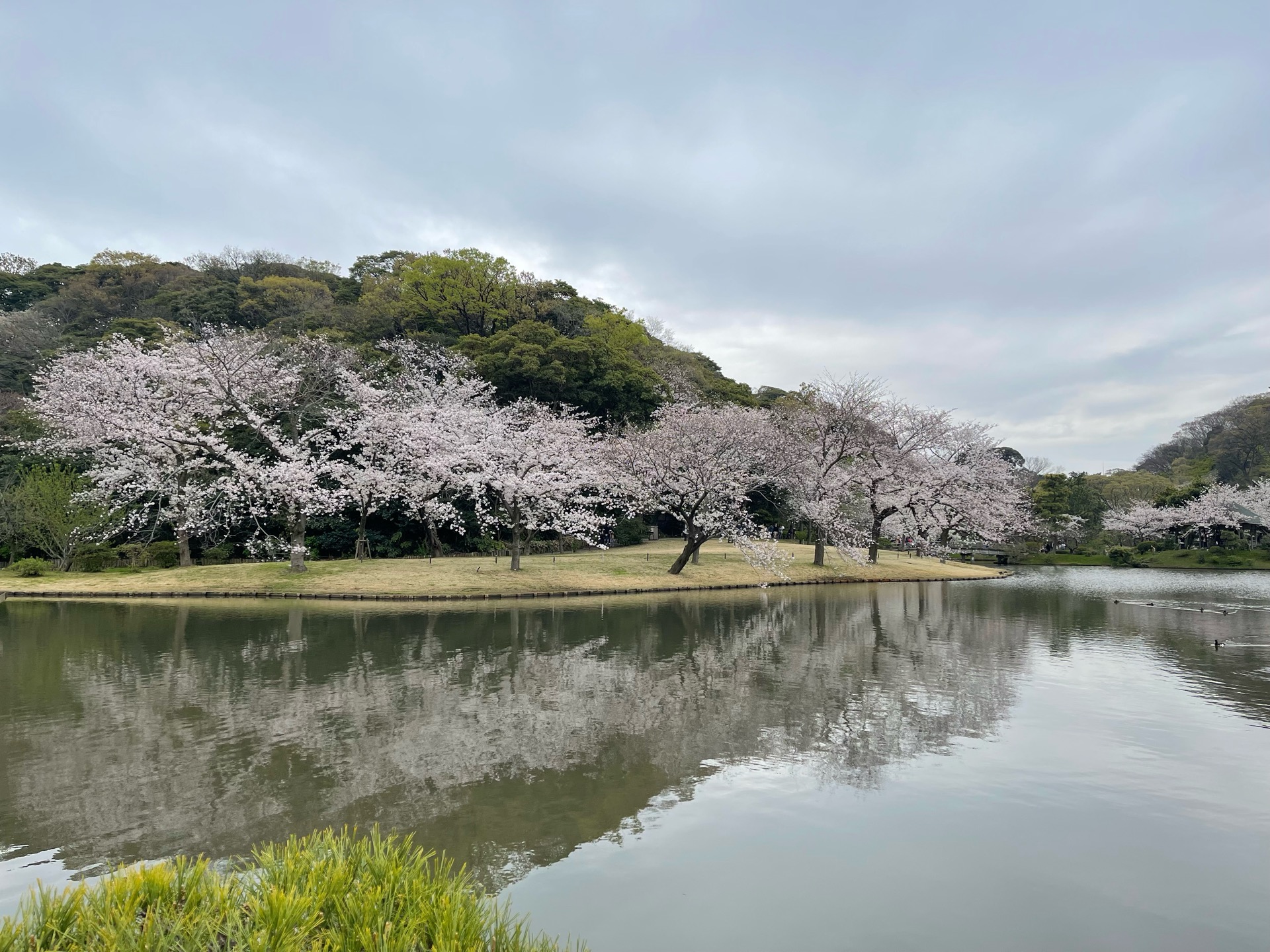 毎年桜の季節は観に来ています