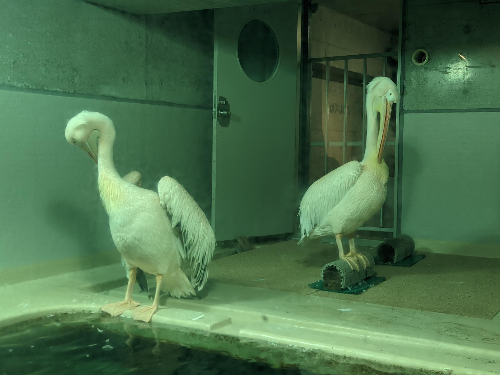 お得で楽しい水族館