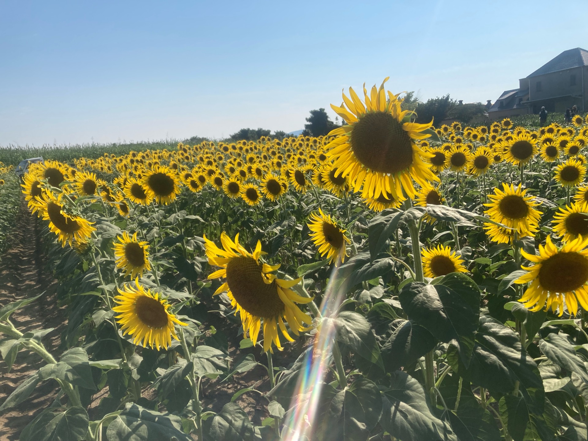 夏休み