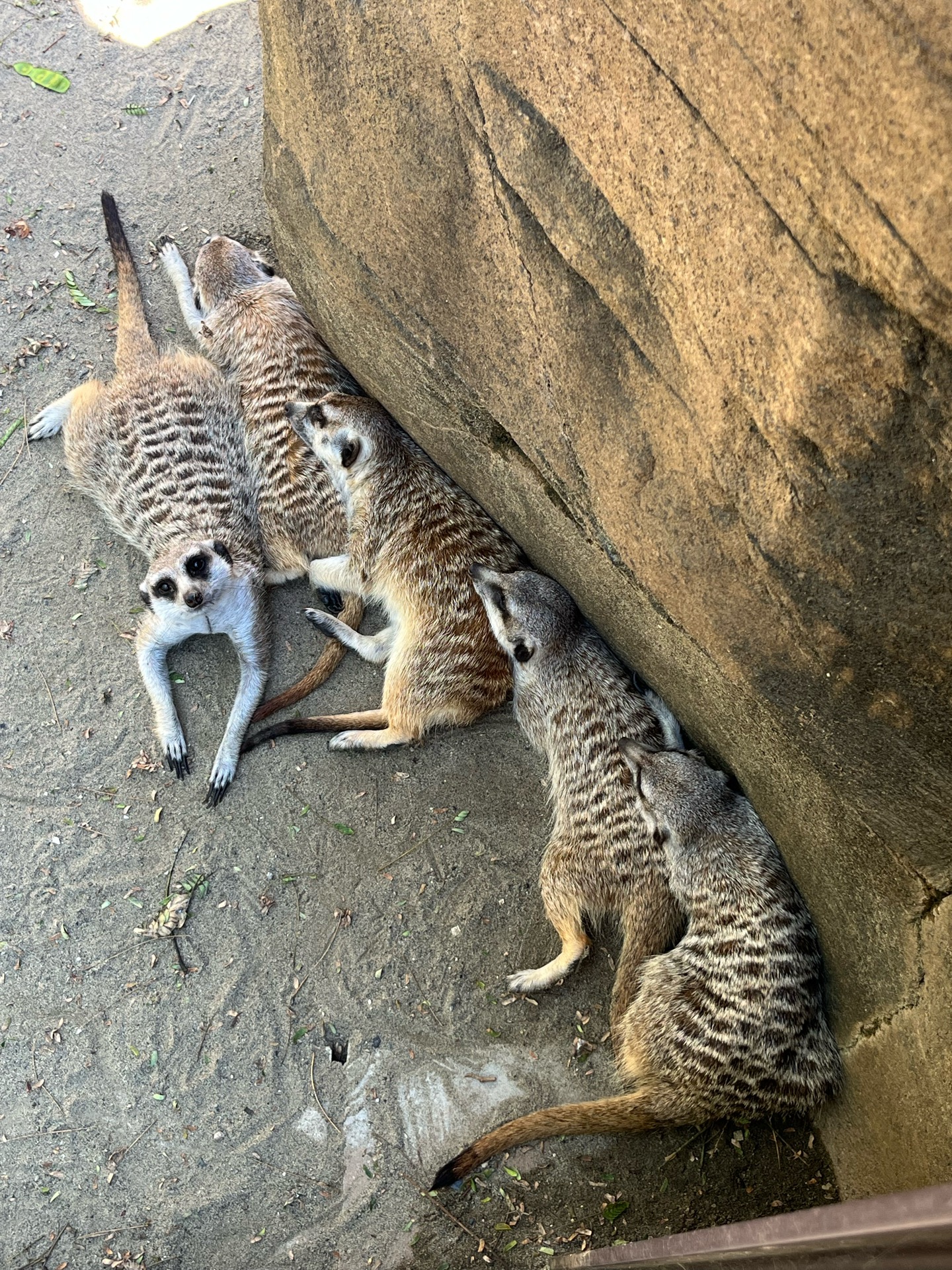 猛暑日の動物園