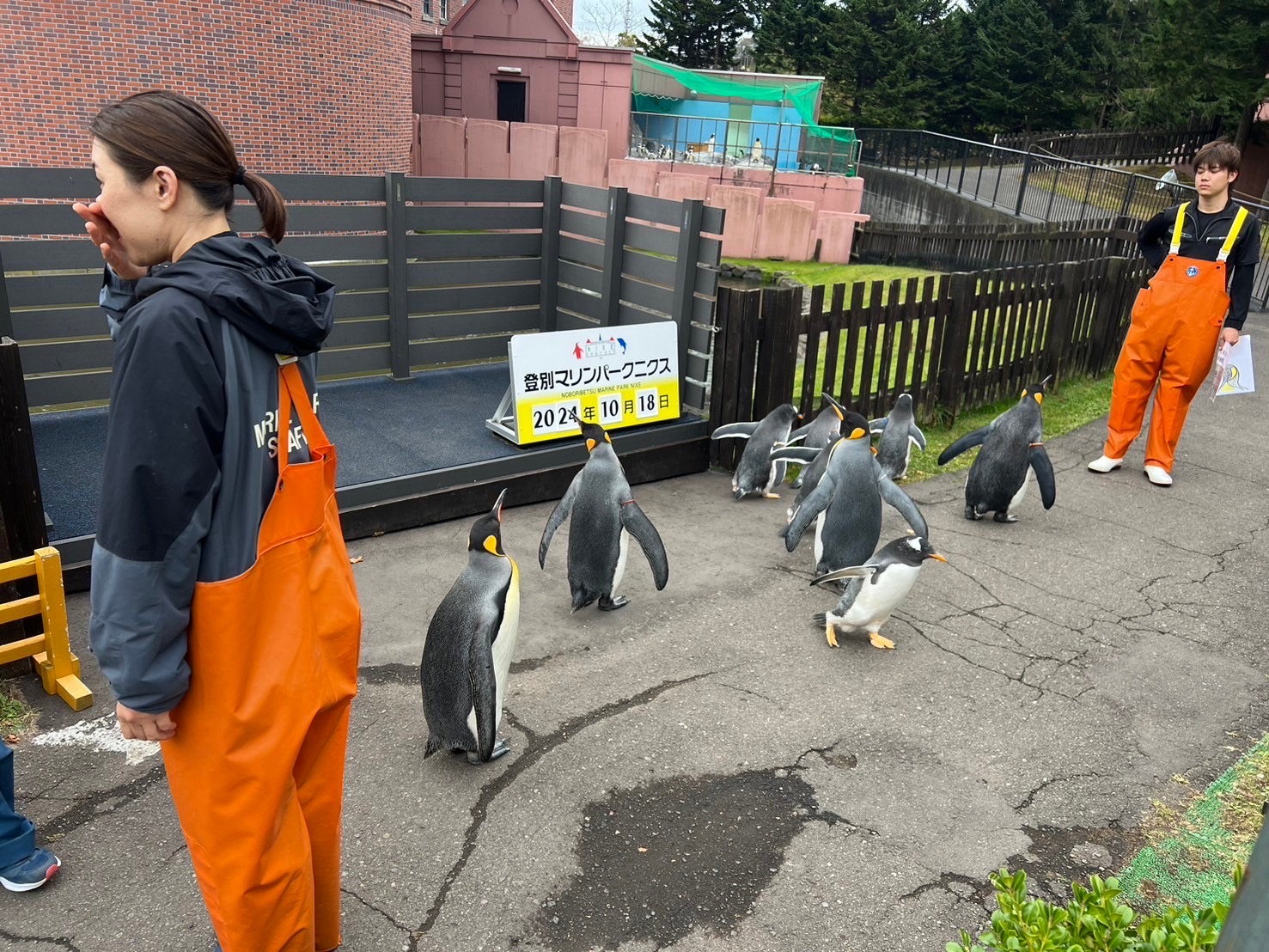 お散歩中のペンギンたち〜かわいい〜