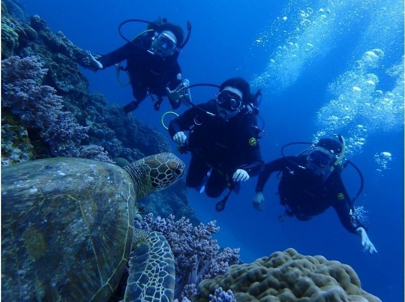 Image of 【那覇発・半日・慶良間諸島】海ガメに逢える!?カメラレンタル無料!初心者でも安心の体験ダイビング(国立指定公園コース)