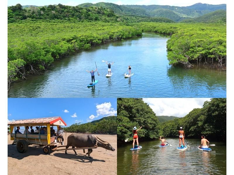 Image of SALE!【西表島・由布島】SUP&日帰り離島ツアー|認定ガイドと行く世界自然遺産SUP & 水牛車で渡る由布島の島時間旅(写真データ付)